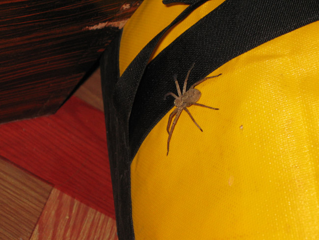 Big spider - over 3 in.