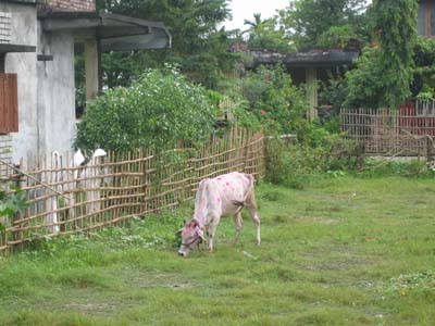 Tihar Cow
