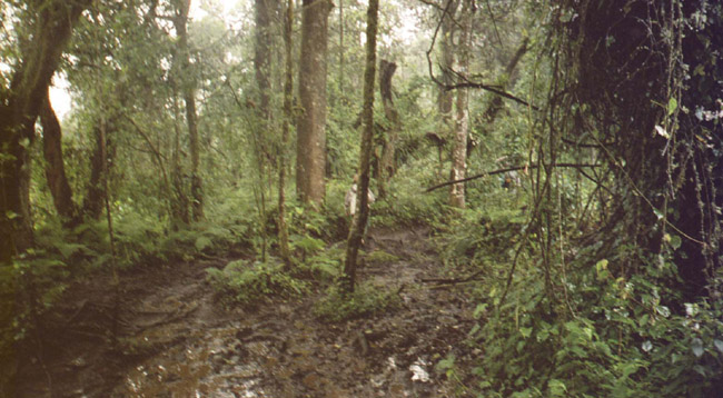 The muddy trail on the first day of the Kili trek (Machame, or 