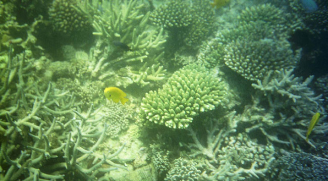 Sorkeling in Zanzibar