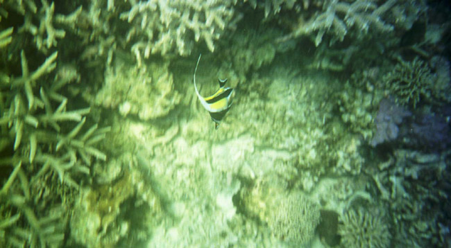 More snorkeling in Zanzibar