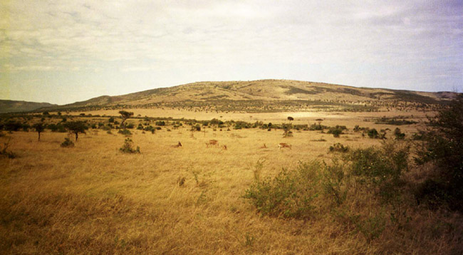 Gazelles and antelopes?