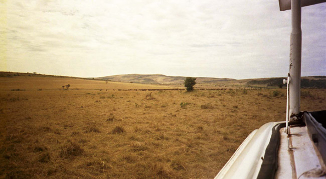 Wildebeests in the distance