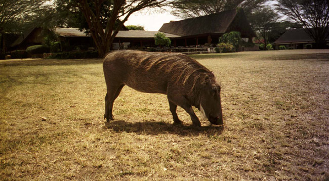 A visiting warthog