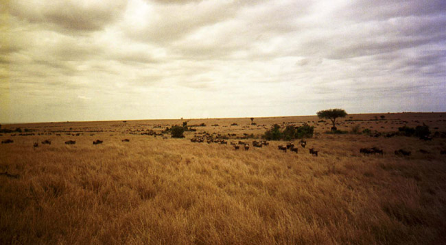 A few of the 1.25 million migrating wildebeests