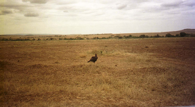 Wild African turkey