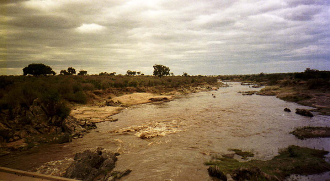Hippos across the river