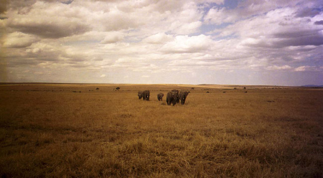 Elephants approaching...