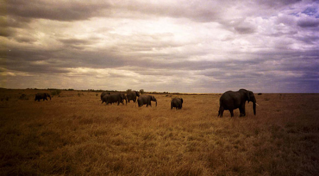 ...and elephants leaving