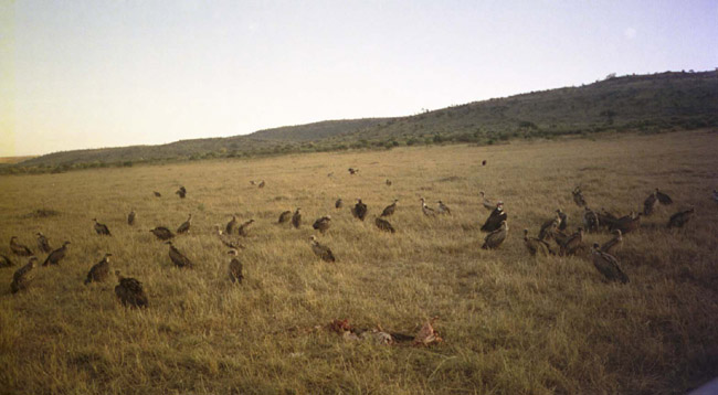 Vultures near a recent kill