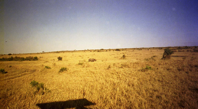 Rhino in the distance