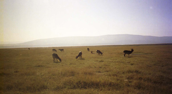 Lake Nakuru, Kenya