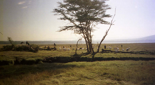 A congregation of pelicans