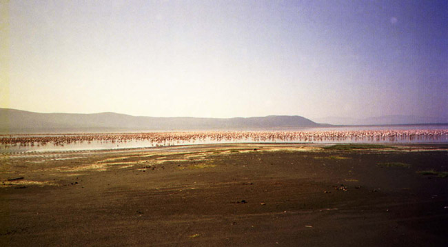 Just a few of the flamingos