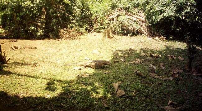 A visiting local gets well fed on the "lunch island"