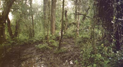 The muddy trail on the first day of the Kili trek (Machame, or 