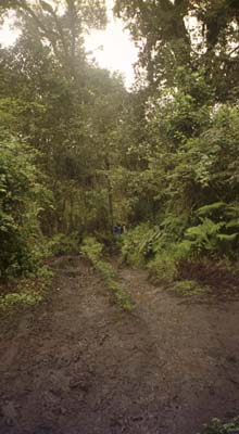 A muddy trail through the trees