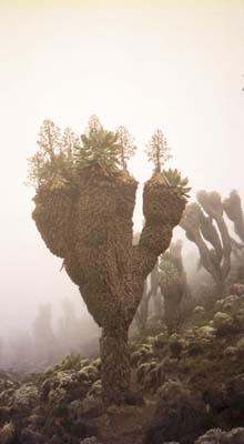 The prehistoric-like plants on day 3 of the trek
