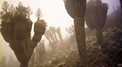 More cool flora, day 3