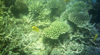 Sorkeling in Zanzibar