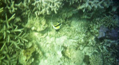 More snorkeling in Zanzibar
