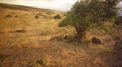 Lioness feeding (2)