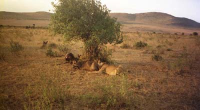 Lioness feeding (3)