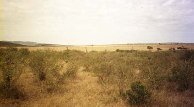 Masaai giraffes in the distance