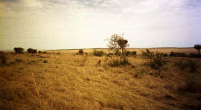 A cheetah, carrying the baby gazelle we saw him hunt down