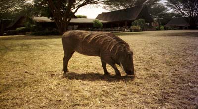 A visiting warthog