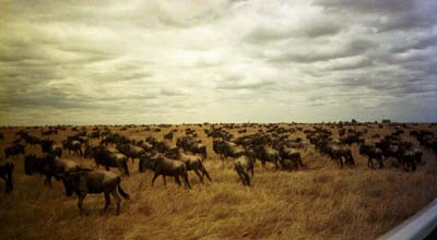 Wildebeest stampede