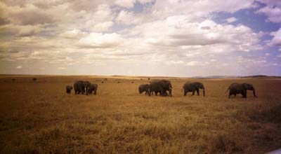 ...elephants crossing...