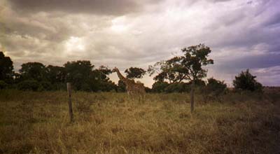 Masaai giraffe
