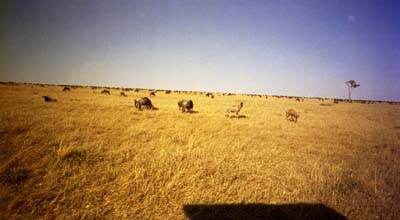 Last visit to the Masaai Mara
