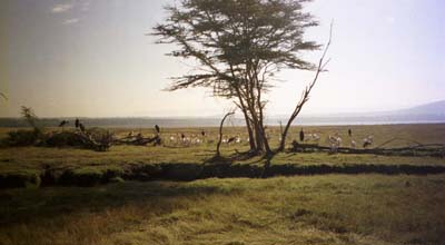 A congregation of pelicans