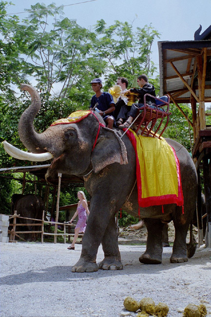 Colin, Aarron, and the elephant preparing to go up the hill to the wedding site
