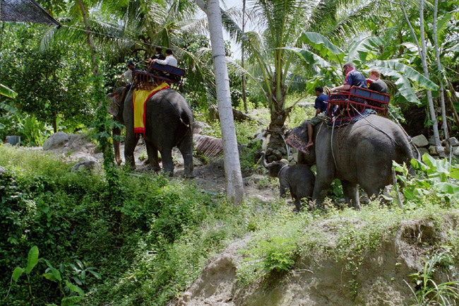 Elephant train (groom's party)