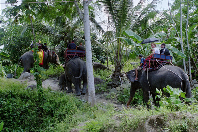 More of the elephant train (groom's party)