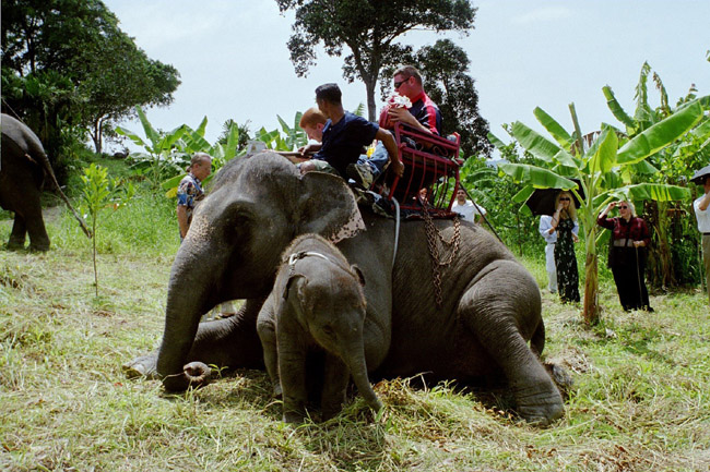 Orion and Quintin disembark from the mother elephant while the baby elephant waits