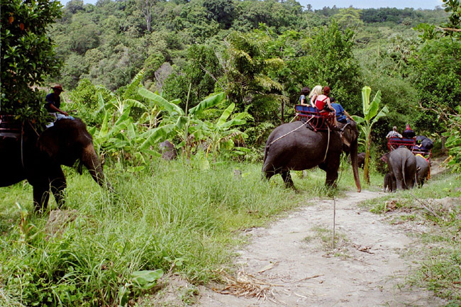 Elephants leaving the wedding, into the jungle