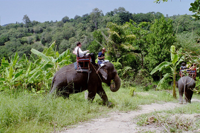 Elephants entering the jungle opposite the wedding site