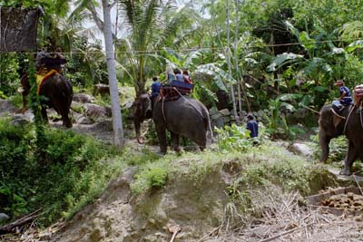 The bridal party's elephant procession