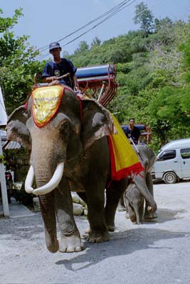 The elephants return (after delivering the bride's party)