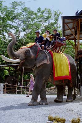 Colin, Aarron, and the elephant preparing to go up the hill to the wedding site