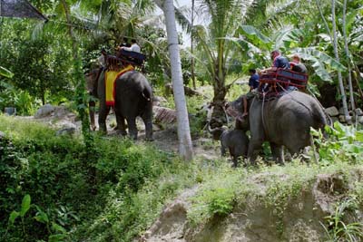 Elephant train (groom's party)