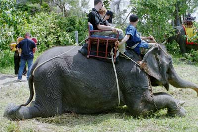 Jeremy and Linda getting off the elephant at the wedding site