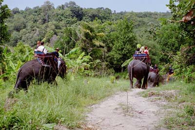 Elephants still leaving the wedding